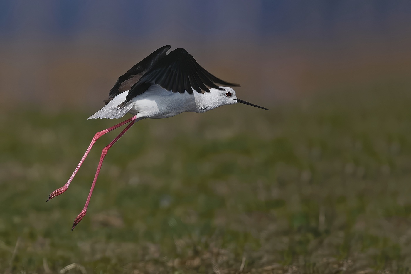 Pisila čáponohá  ( Himantopus himantopus )