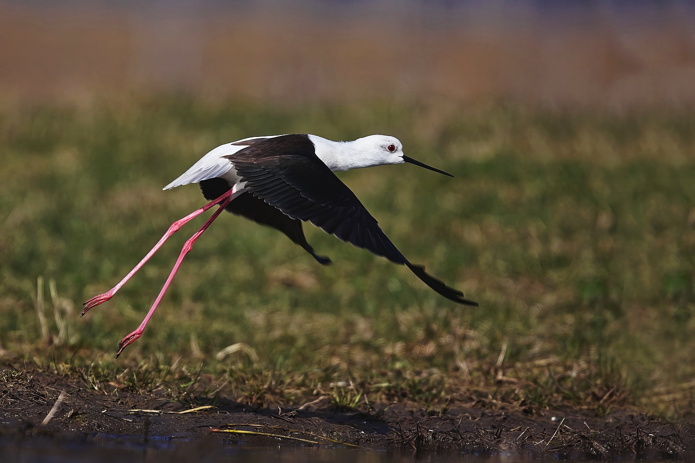 Pisila čáponohá  ( Himantopus himantopus )