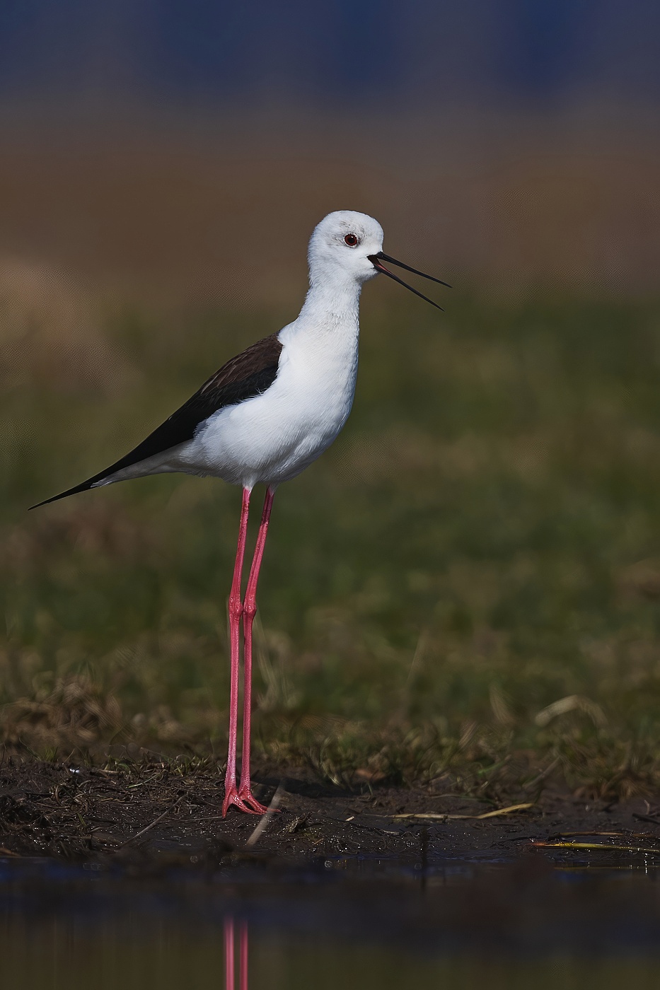 Pisila čáponohá  ( Himantopus himantopus )