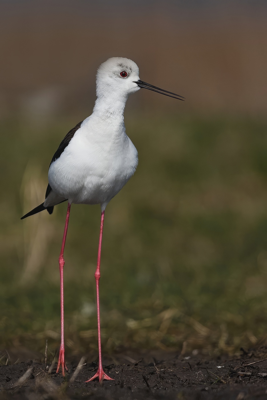 Pisila čáponohá  ( Himantopus himantopus )