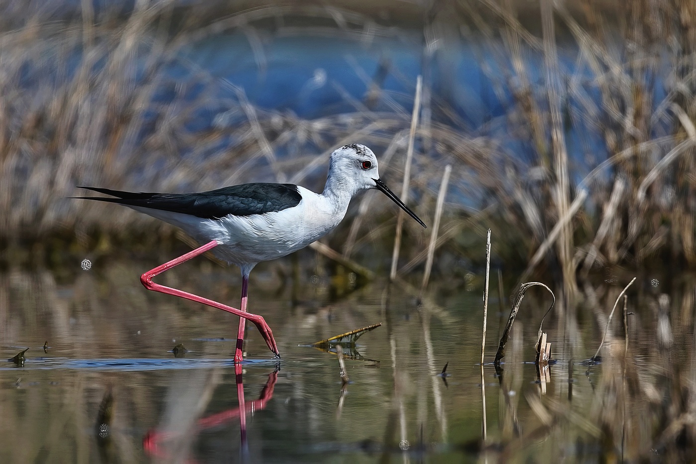 Pisila čáponohá  ( Himantopus himantopus )