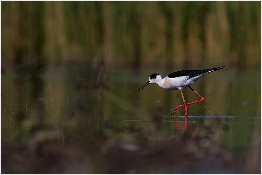 Pisila čáponohá ( Himantopus himantopus )