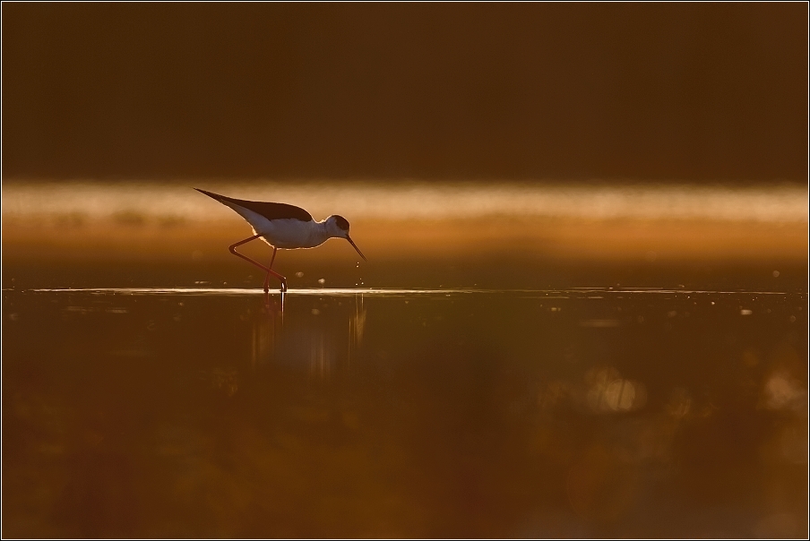Pisila čáponohá ( Himantopus himantopus )