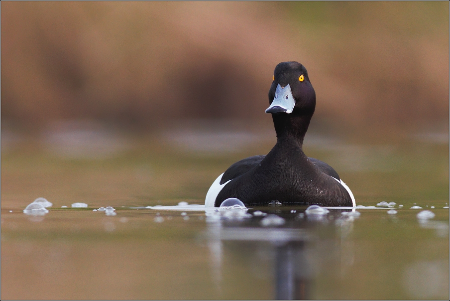 Polák chocholačka  ( Aythia fuligula )