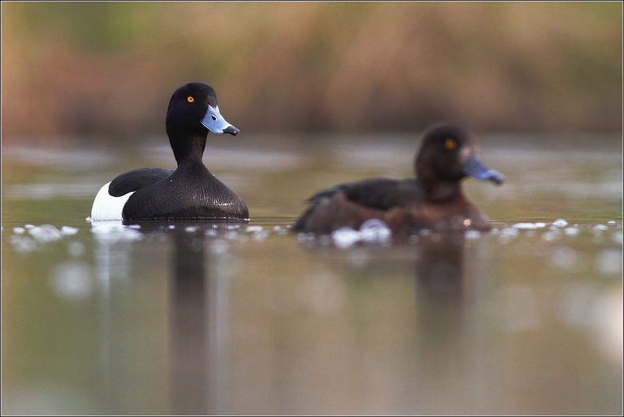 Polák chocholačka  ( Aythia fuligula)