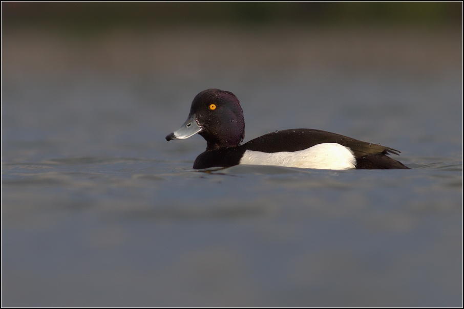 Polák chocholačka (Aythya fuligula )