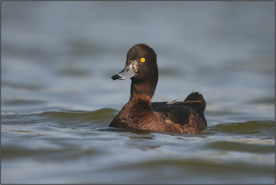 Polák chocholačka - samice