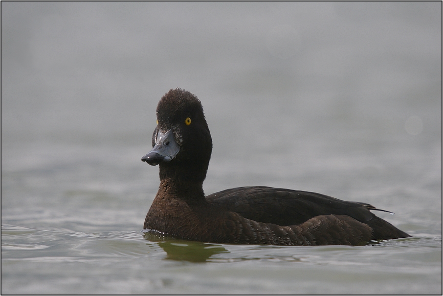 Polák chocholačka - samice