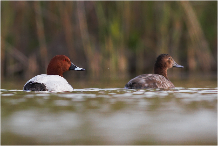 Polák velký  ( aythia ferina )
