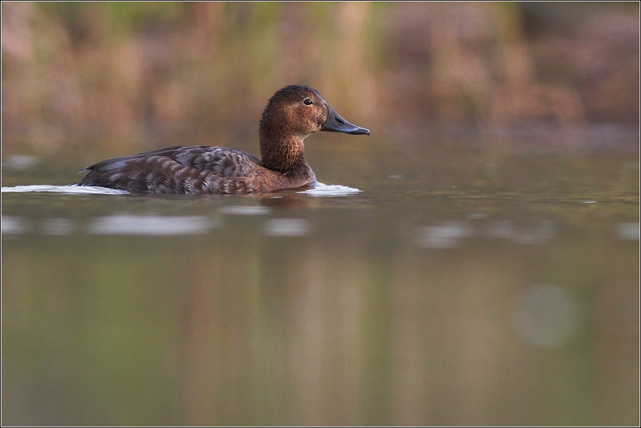 Polák velký  ( aythia ferina )