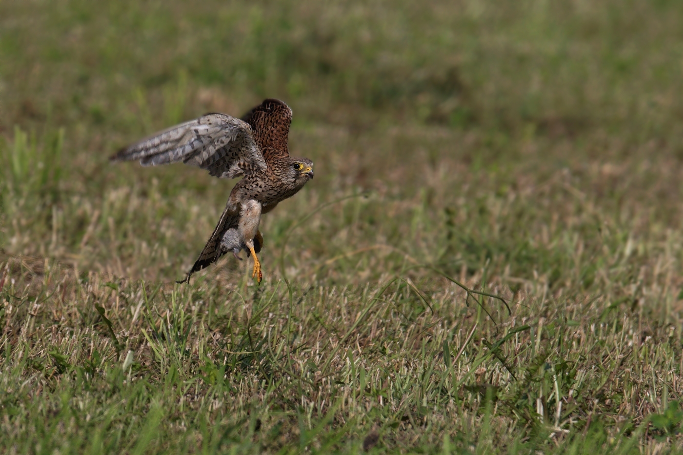 Poštolka obecná  ( Falco tinnunculus )