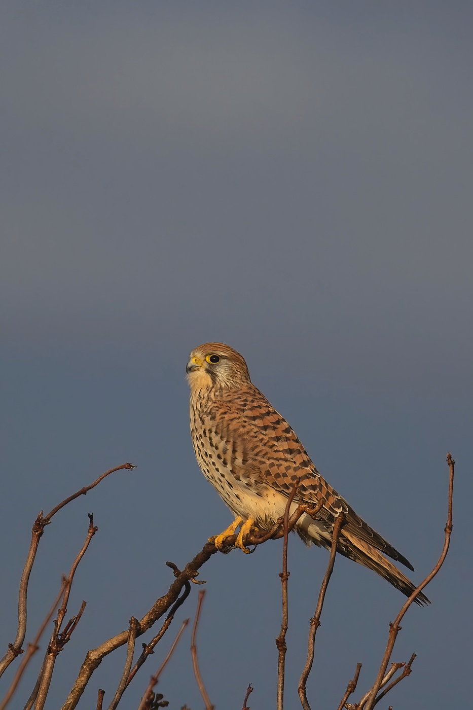 Poštolka obecná  ( Falco tinnunculus )
