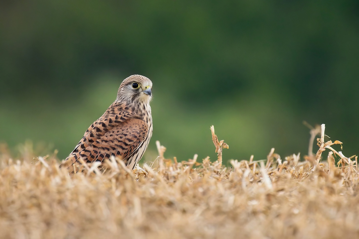 Poštolka obecná  ( Falco tinnunculus )