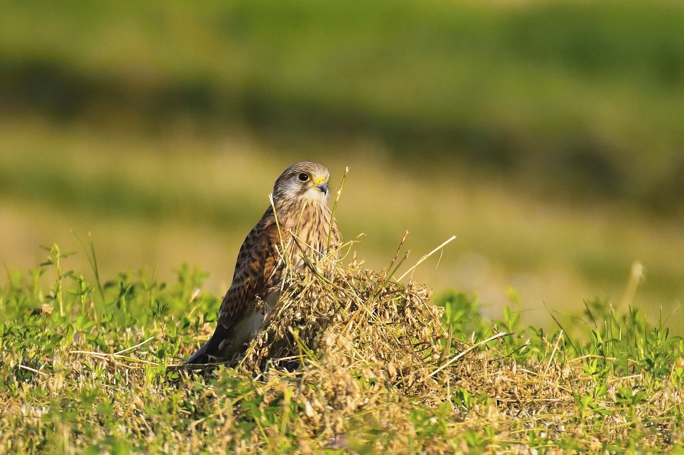 Poštolka obecná  ( Falco tinnunculus )