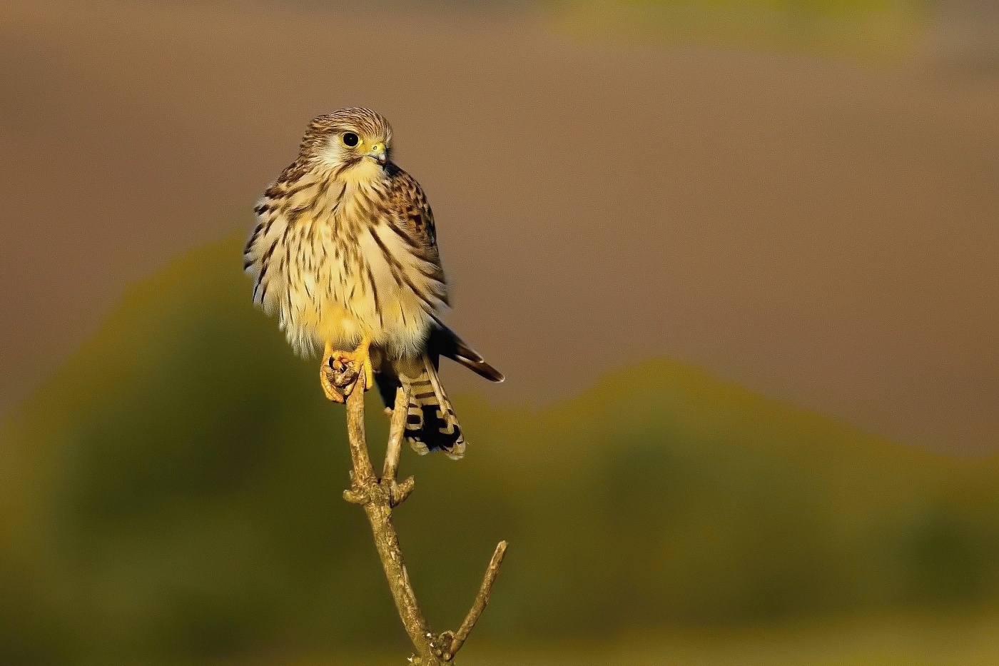 Poštolka obecná  ( Falco tinnunculus )