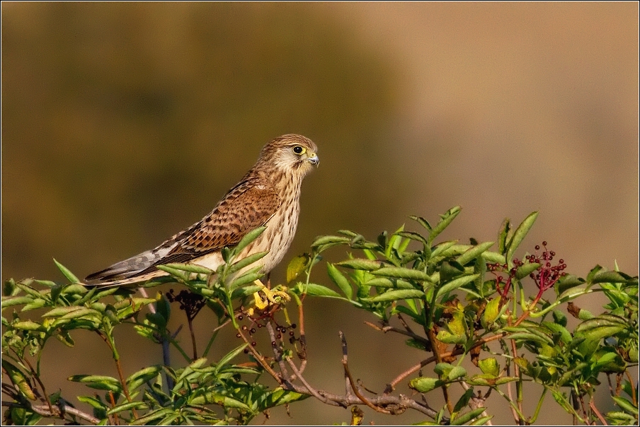 Poštolka obecná ( Falco tinnunculus )