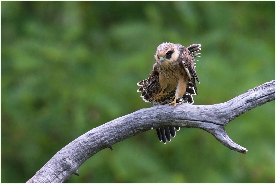 Poštolka rudonohá  ( Falco vespertinus )