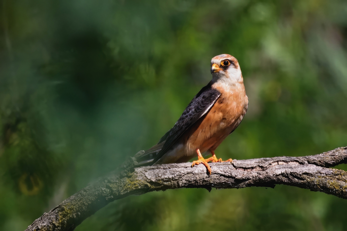 Poštolka rudonohá  ( Falko vespertinus )