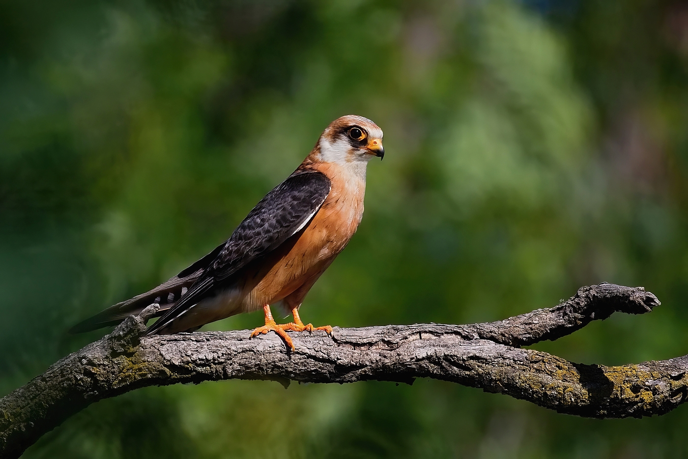 Poštolka rudonohá  ( Falko vespertinus )