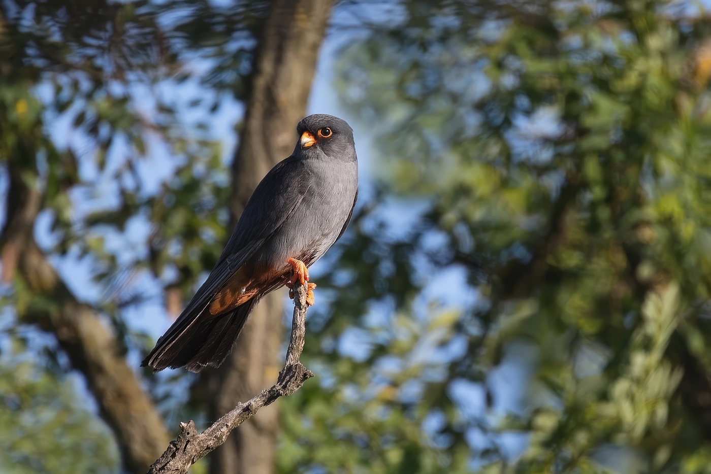 Poštolka rudonohá  ( Falko vespertinus )