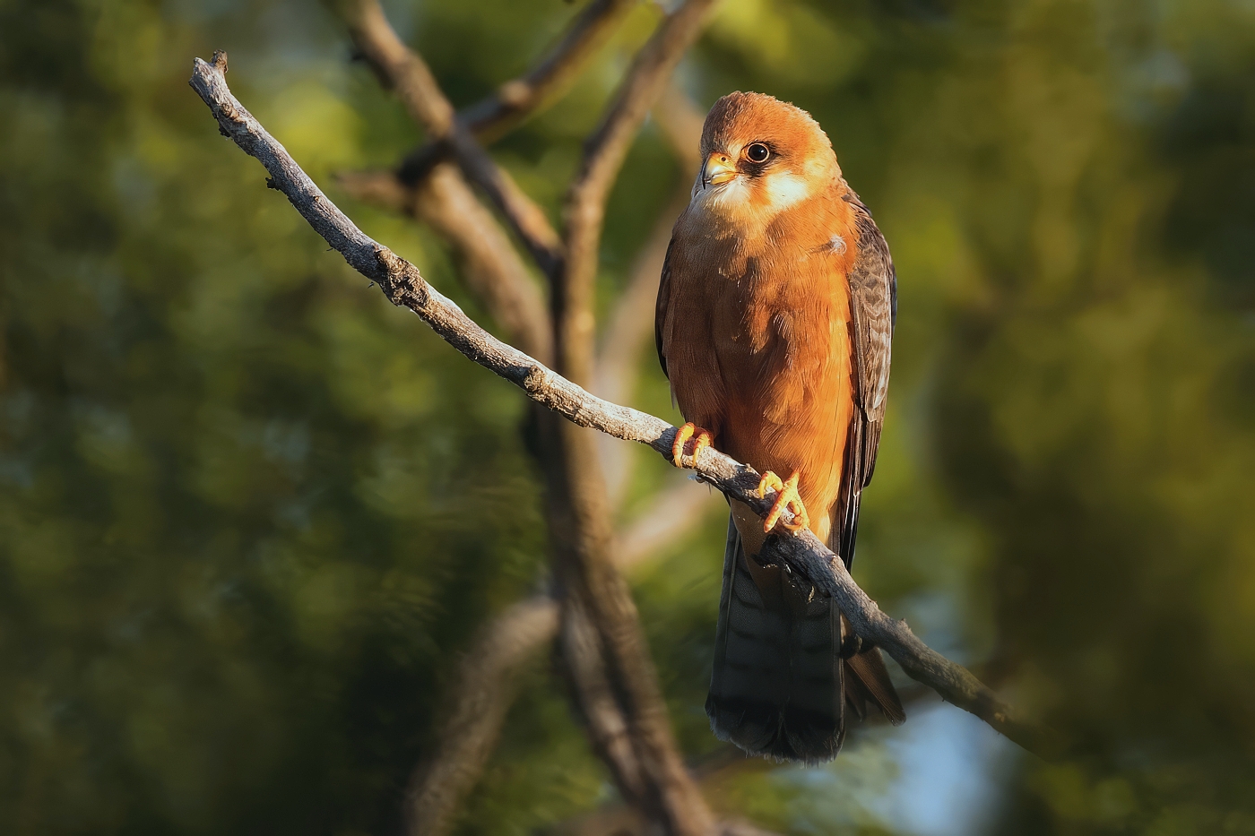 Poštolka rudonohá  ( Falko vespertinus )