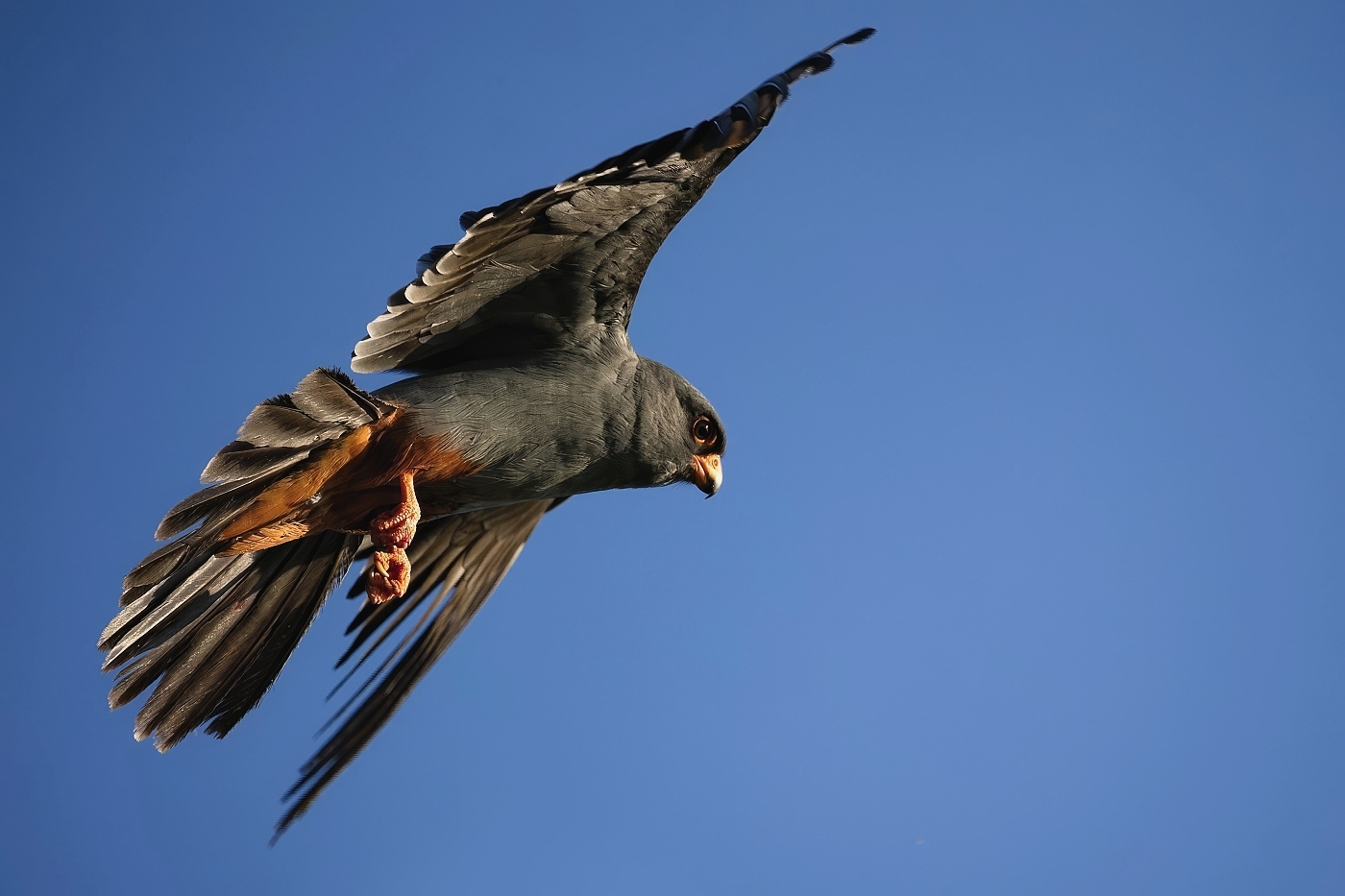 Poštolka rudonohá  ( Falko vespertinus )