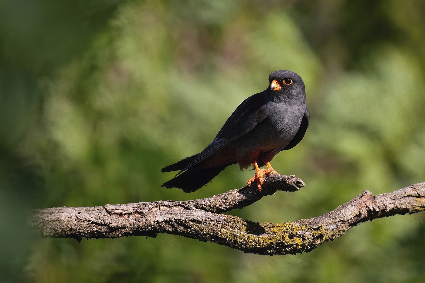 Poštolka rudonohá  ( Falko vespertinus )