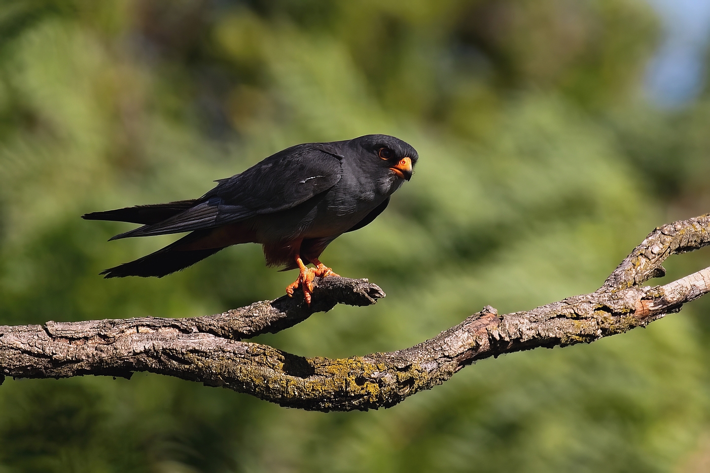 Poštolka rudonohá  ( Falko vespertinus )