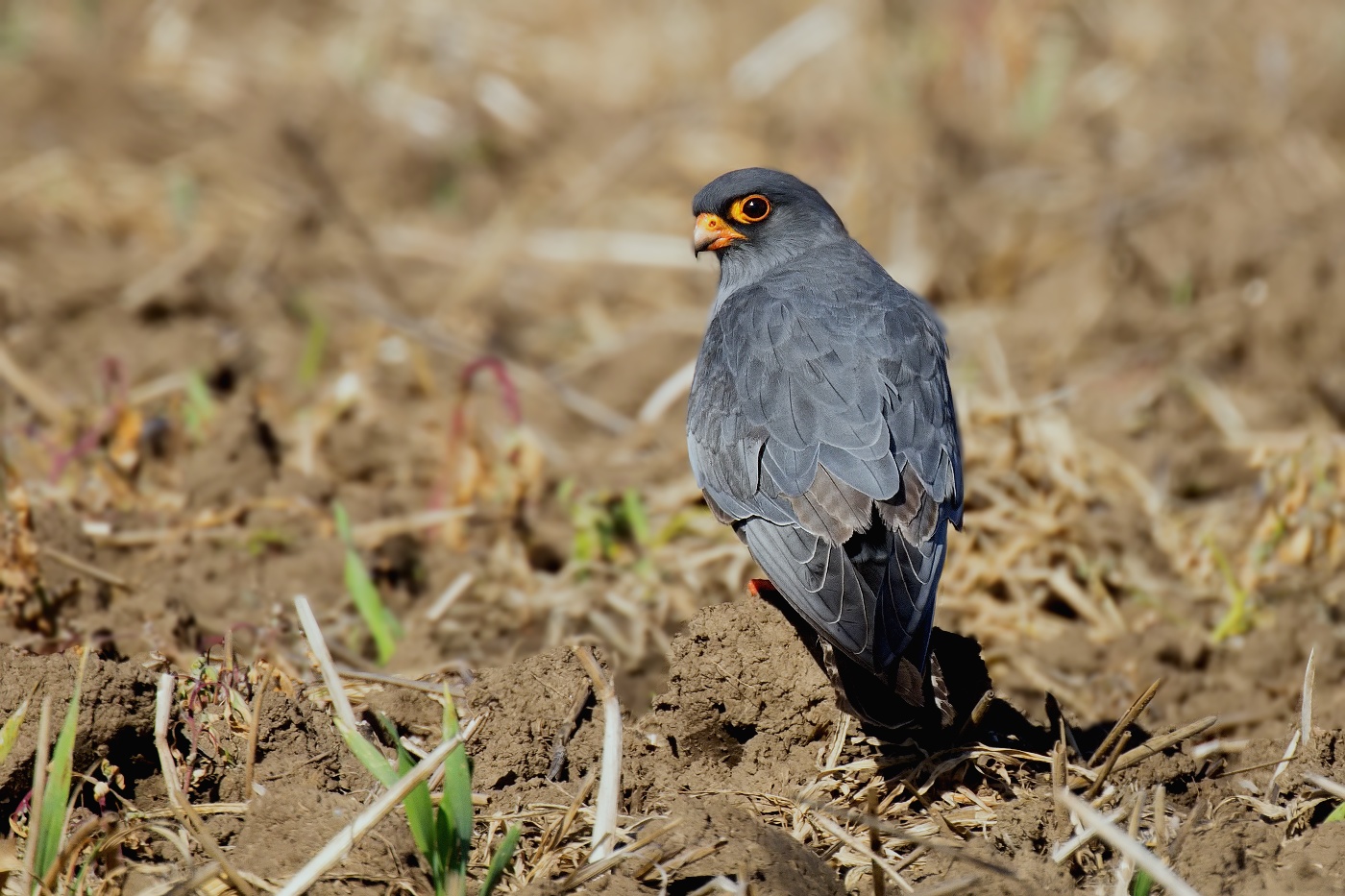 Poštolka rudonohá  ( Falko vespertinus )