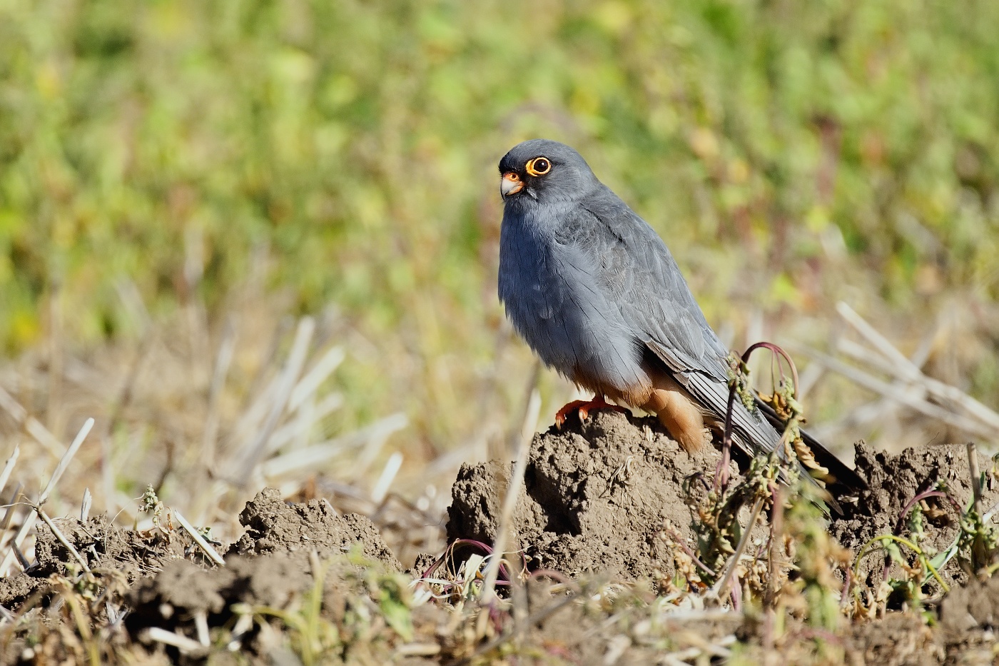 Poštolka rudonohá  ( Falko vespertinus )