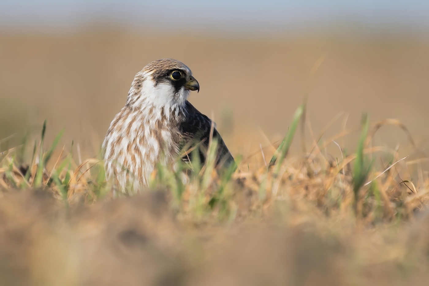Poštolka rudonohá  ( Falko vespertinus )