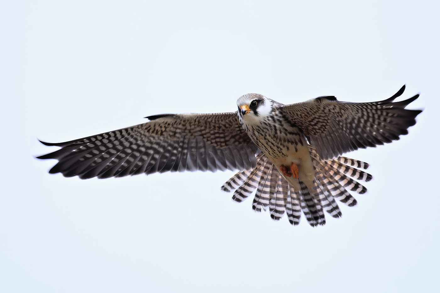 Poštolka rudonohá  ( Falko vespertinus )
