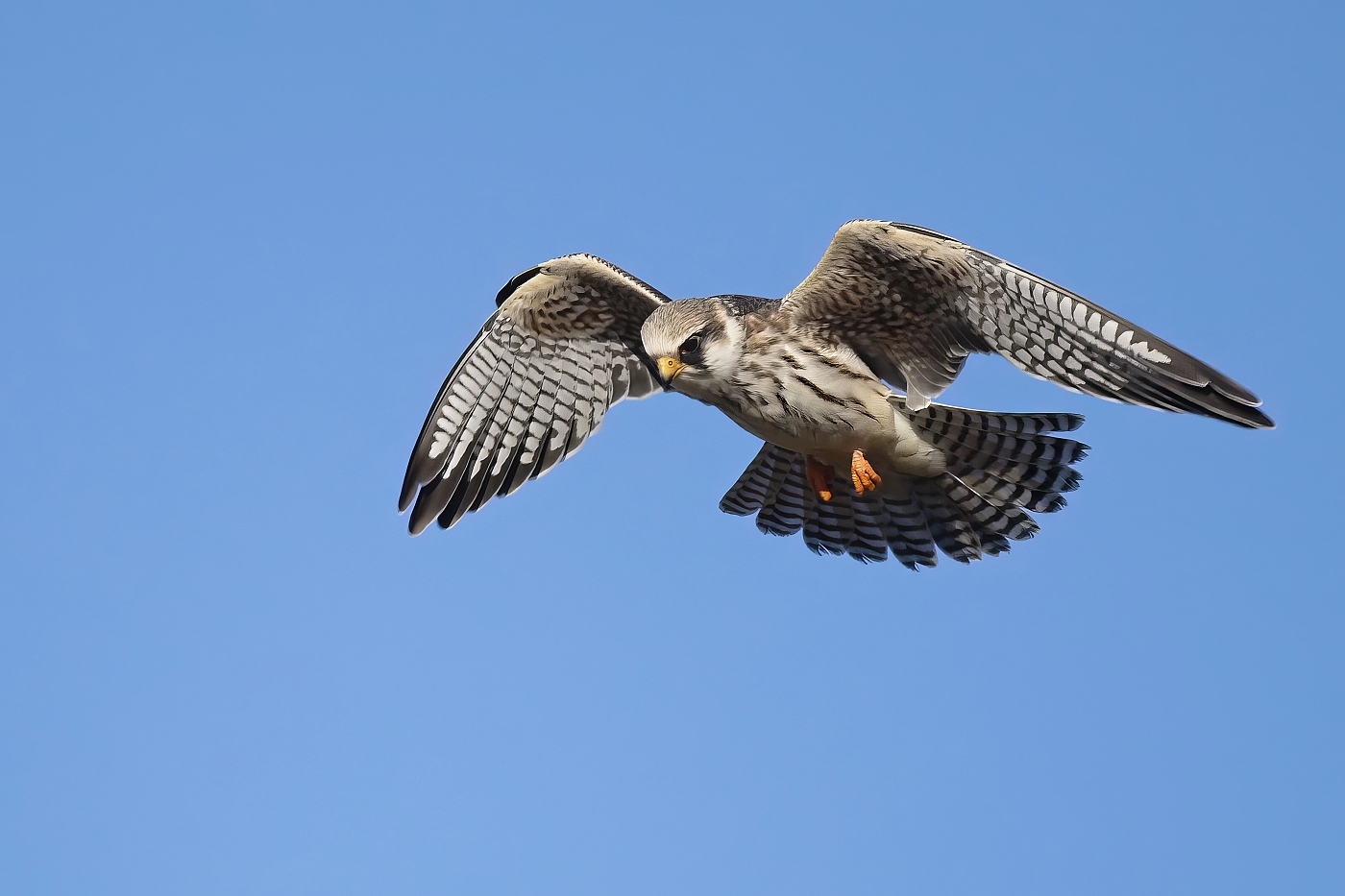 Poštolka rudonohá  ( Falko vespertinus )