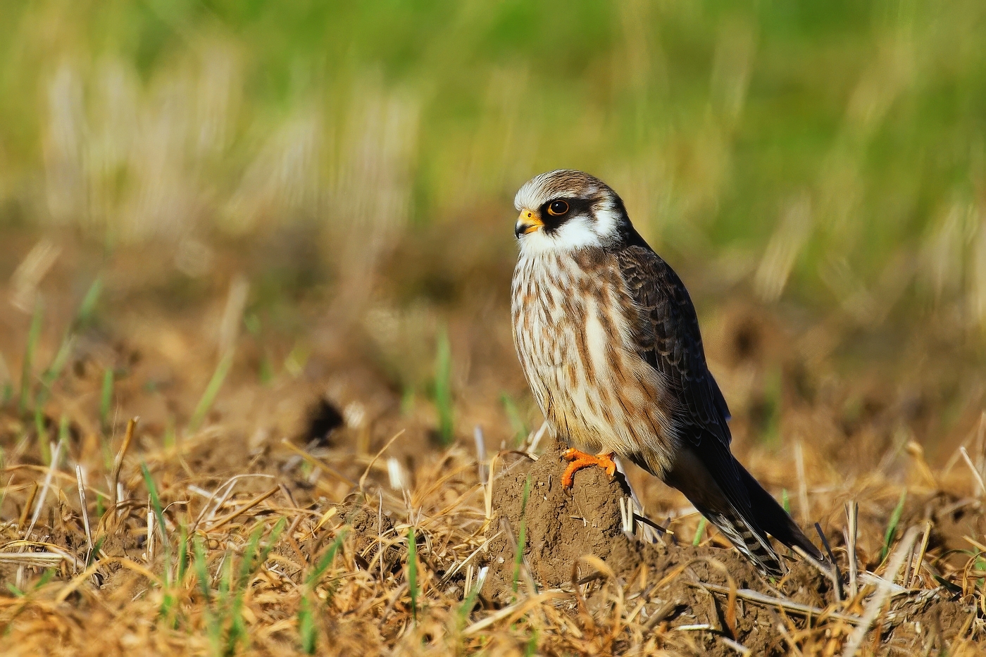 Poštolka rudonohá  ( Falko vespertinus )