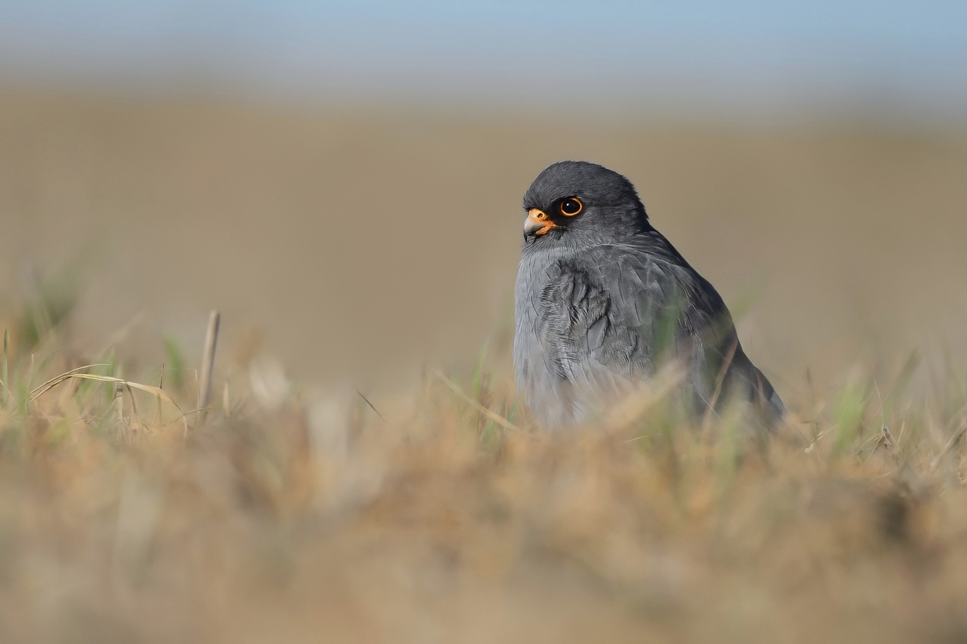 Poštolka rudonohá  ( Falko vespertinus )