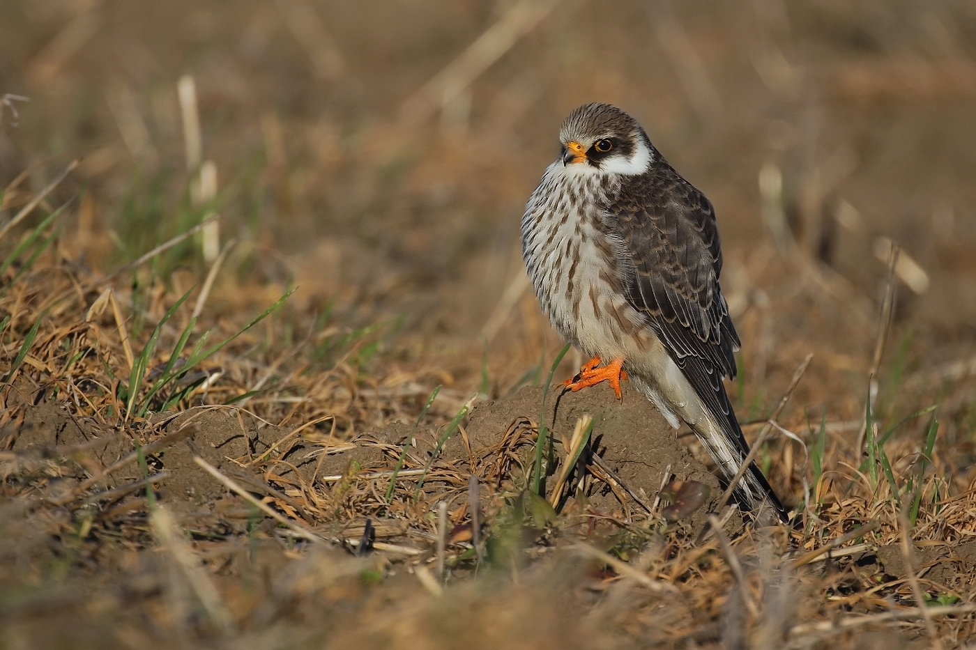 Poštolka rudonohá  ( Falko vespertinus )