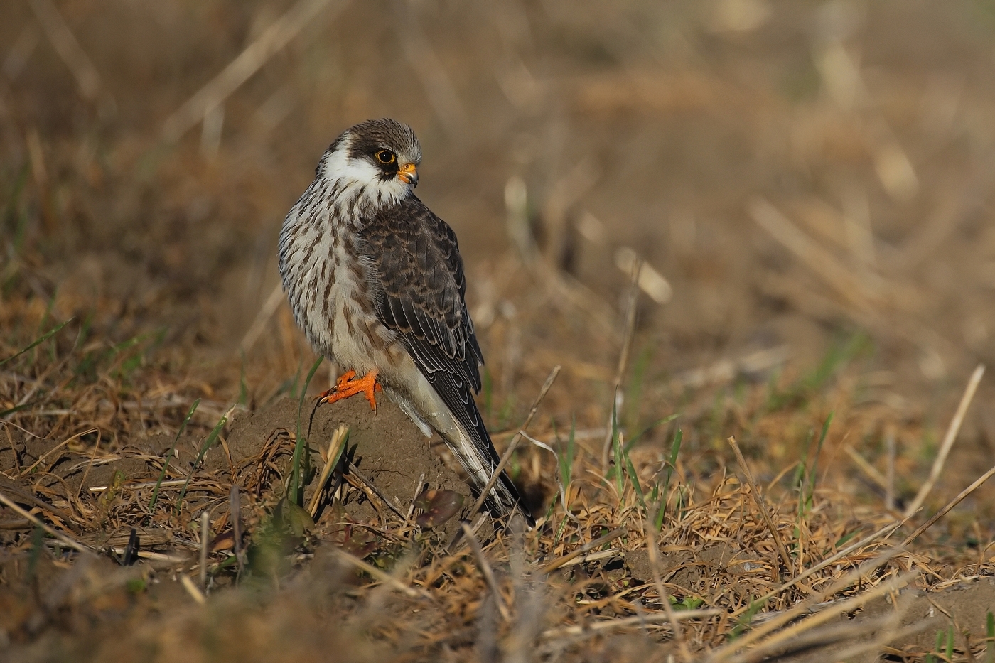 Poštolka rudonohá  ( Falko vespertinus )