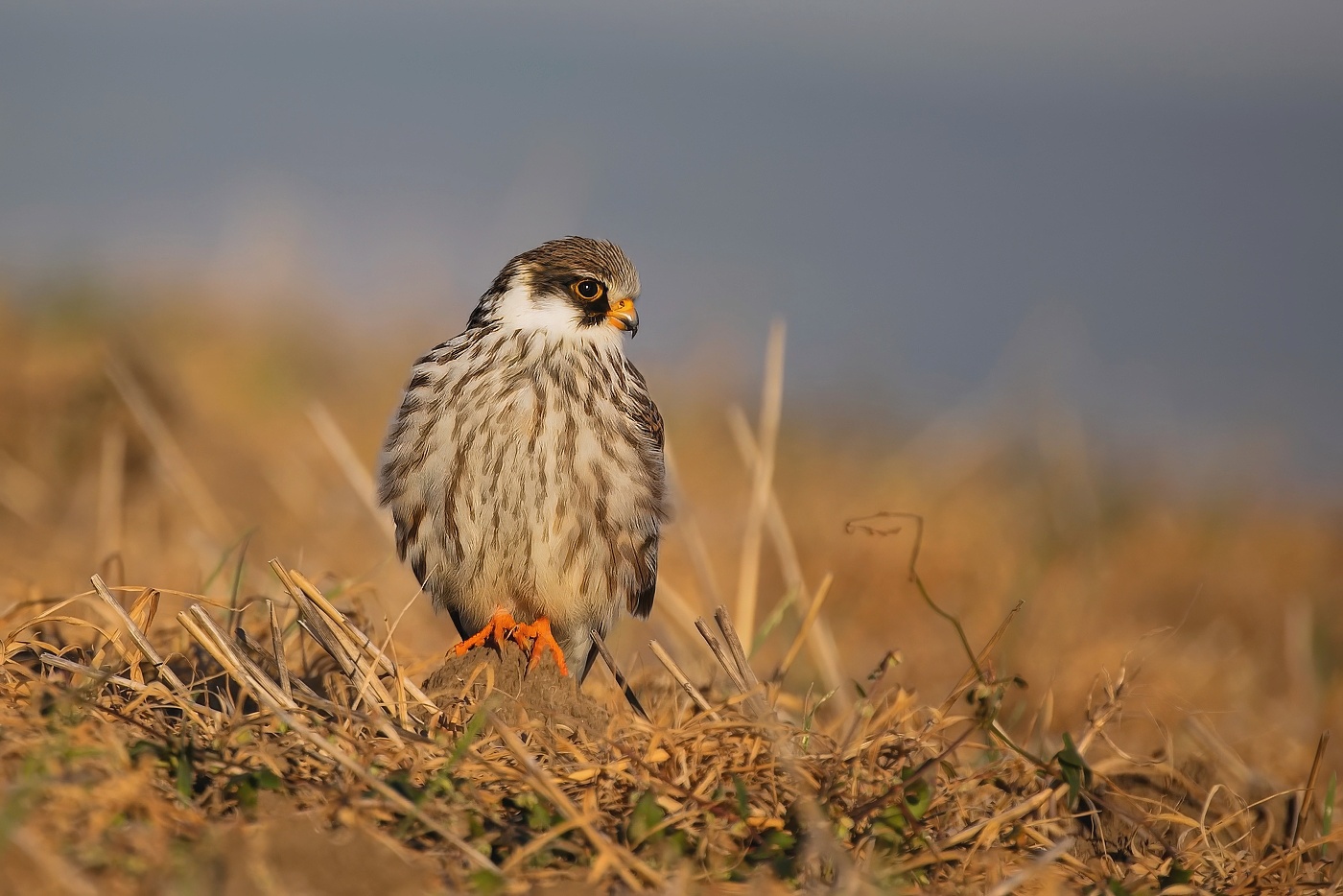 Poštolka rudonohá  ( Falko vespertinus )