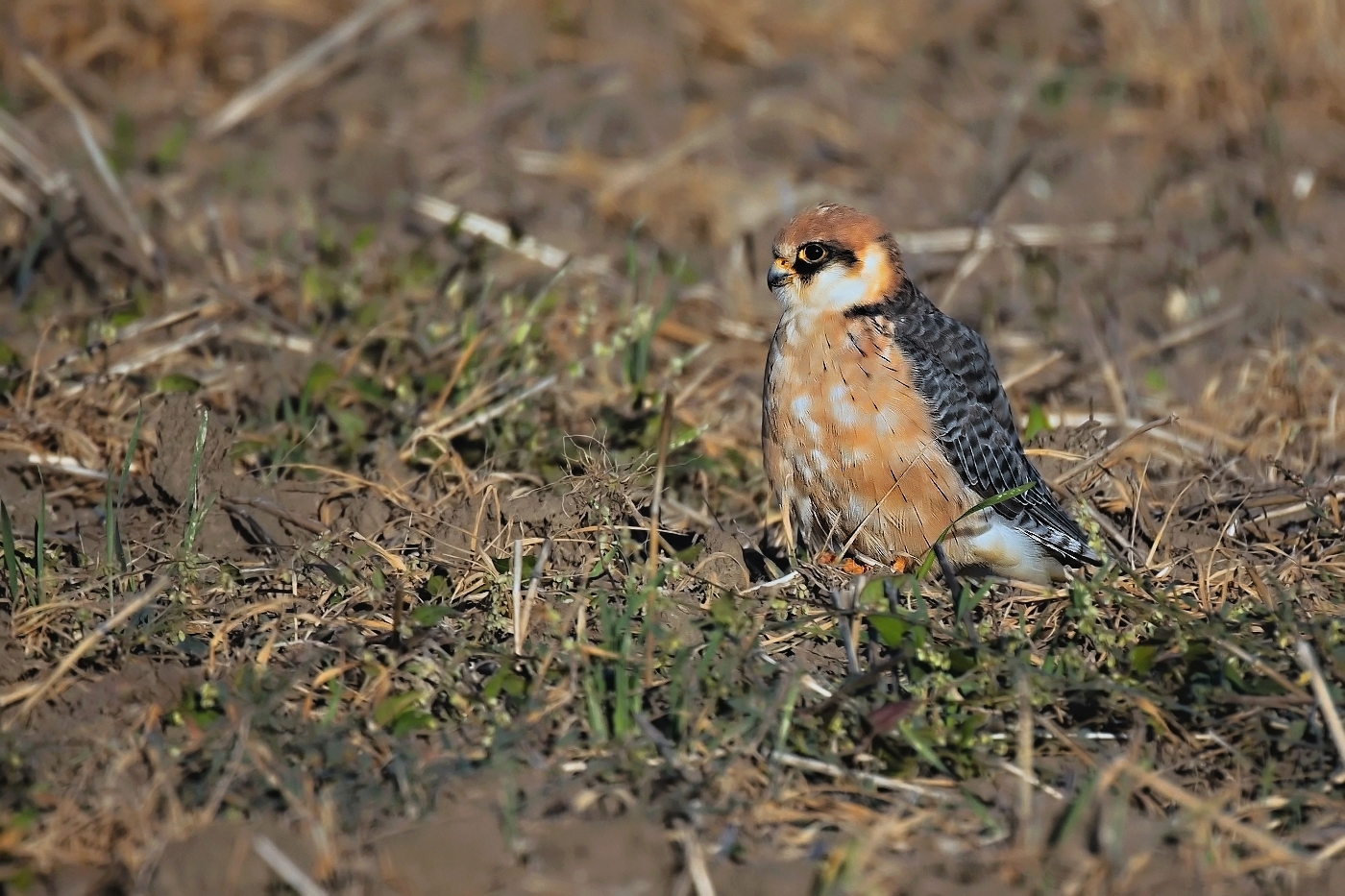 Poštolka rudonohá  ( Falko vespertinus )