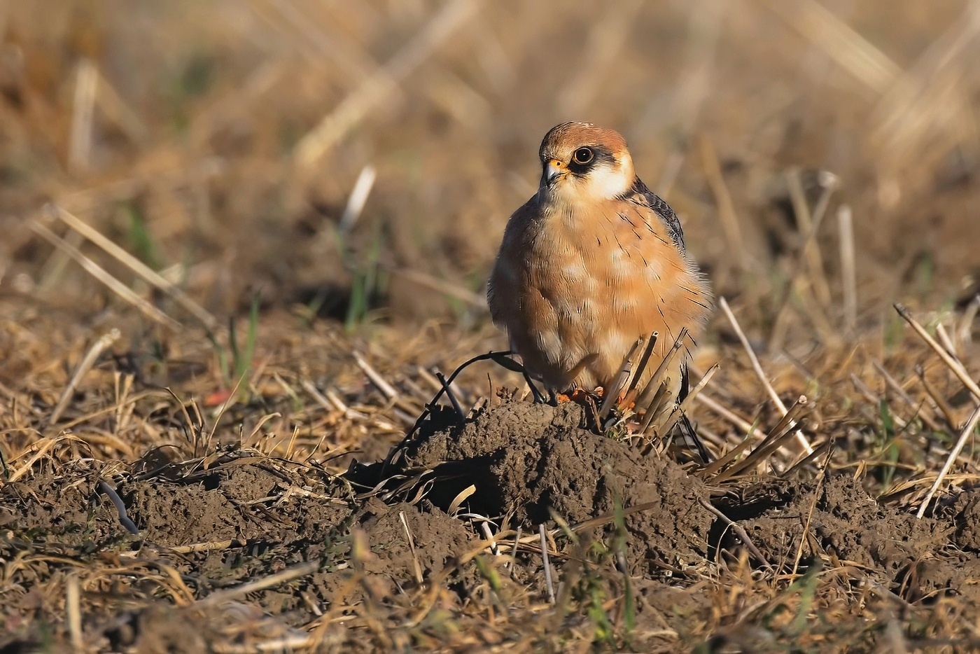 Poštolka rudonohá  ( Falko vespertinus )