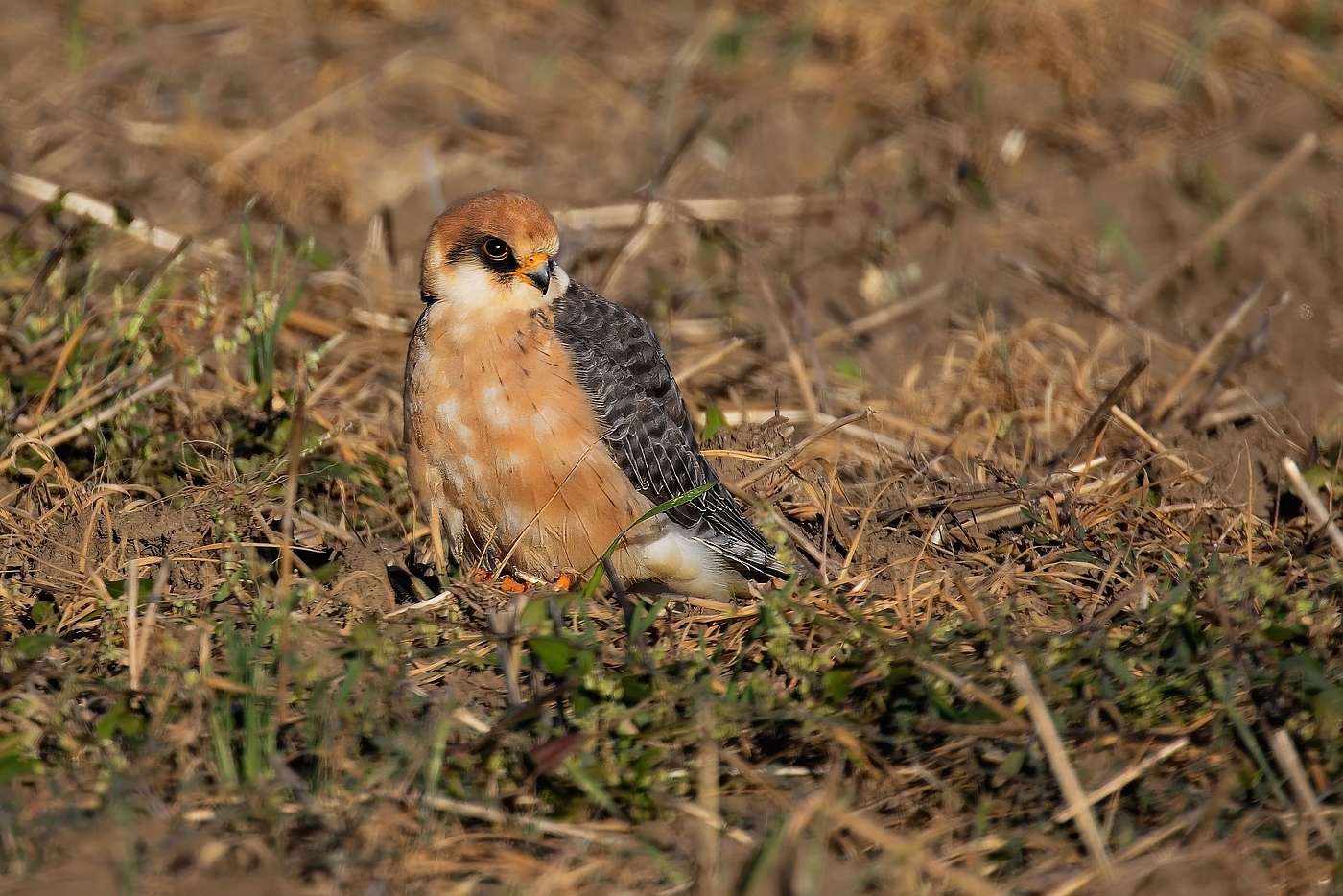 Poštolka rudonohá  ( Falko vespertinus )
