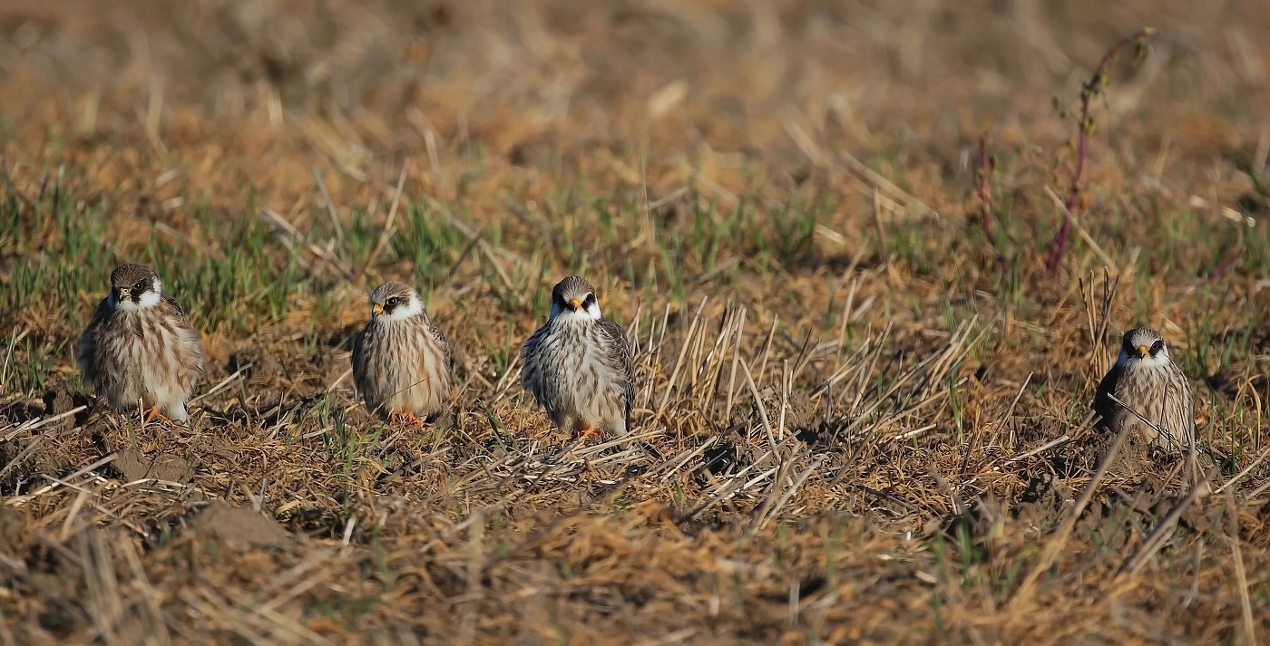 Poštolka rudonohá  ( Falko vespertinus )