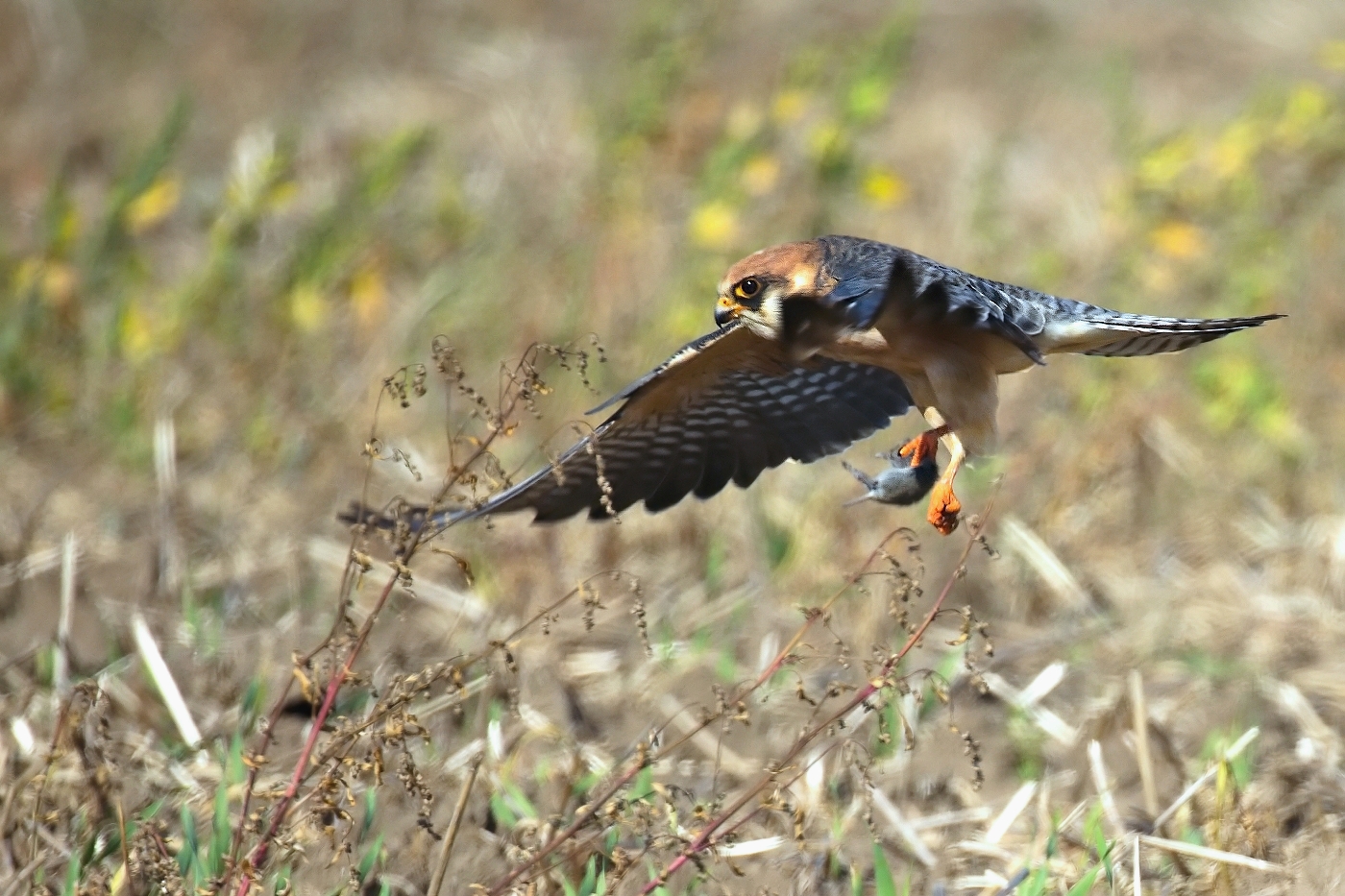 Poštolka rudonohá  ( Falko vespertinus )