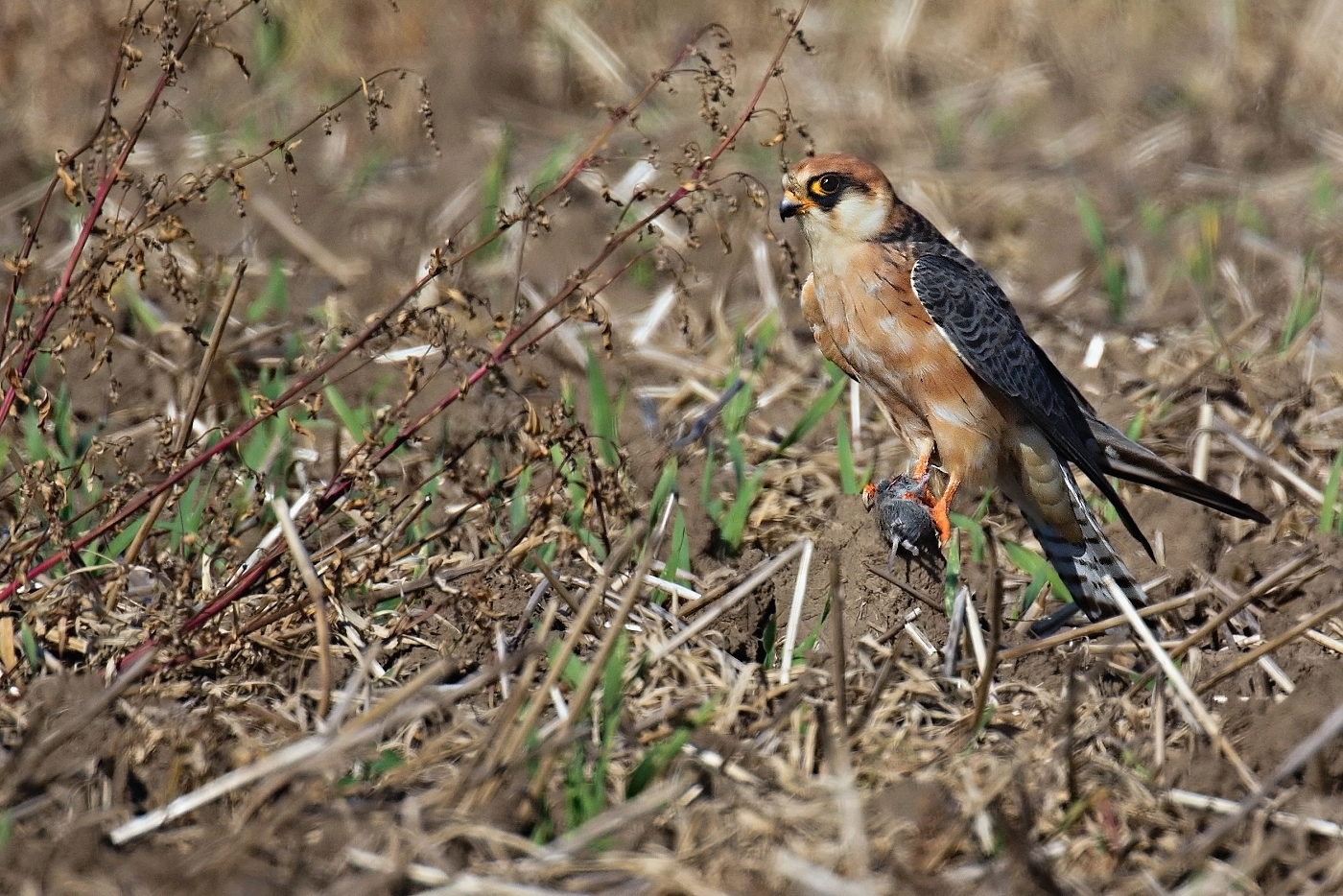 Poštolka rudonohá  ( Falko vespertinus )
