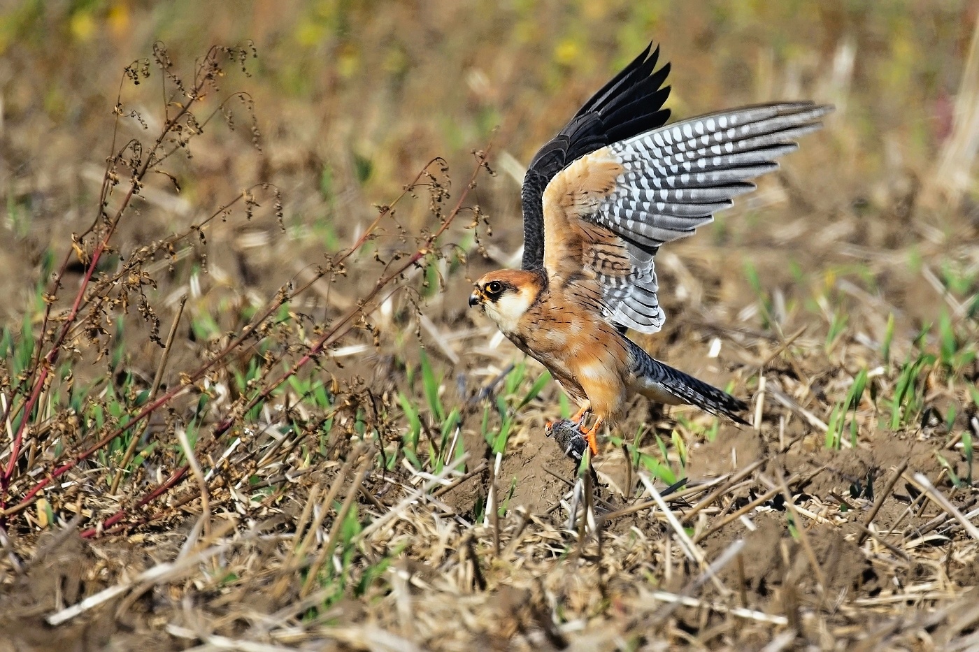 Poštolka rudonohá  ( Falko vespertinus )