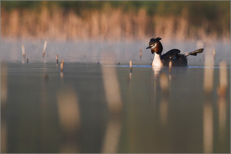 Potápka roháč  ( Podiceps cristatus )