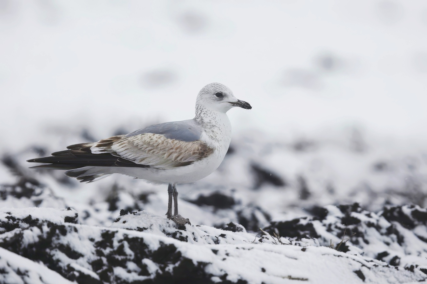 Racek středomořský  ( Larus michahellis )