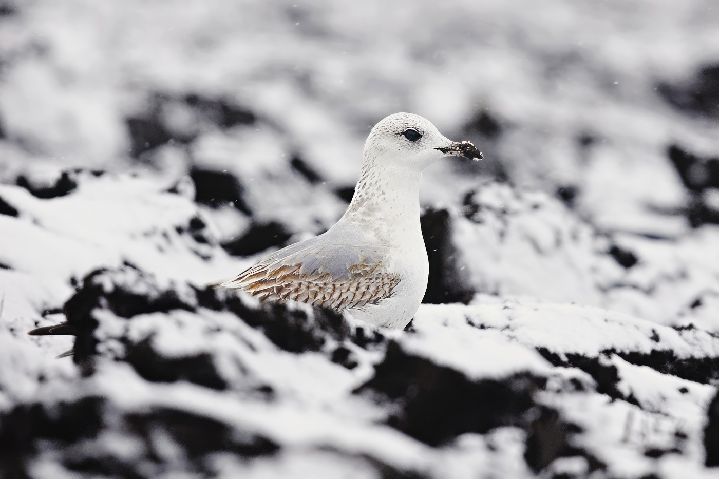 Racek středomořský  ( Larus michahellis )