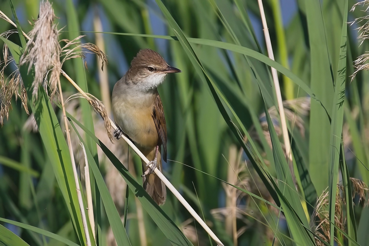 Rákosník obecný  ( Acrocephalus scirpaceus )