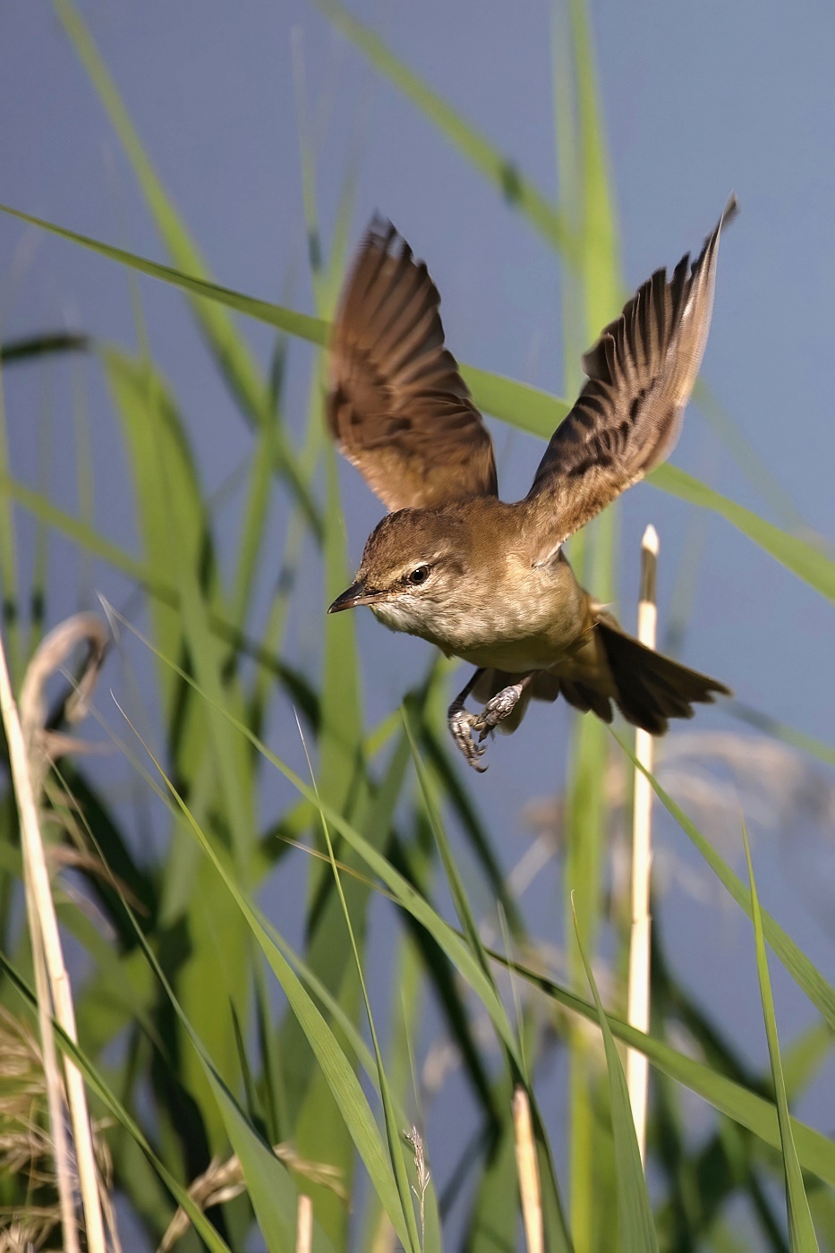 Rákosník obecný  ( Acrocephalus scirpaceus )